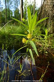 Attēlu rezultāti vaicājumam “Lysimachia thyrsiflora”