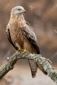 Image result for Milvus milvus