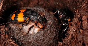 Attēlu rezultāti vaicājumam “Nicrophorus vespillo”