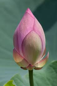 Attēlu rezultāti vaicājumam “Lotus sp. bud”