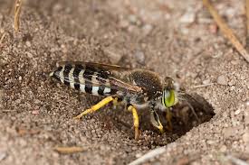 Attēlu rezultāti vaicājumam “Bembix rostrata”