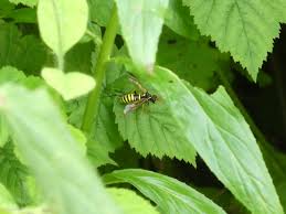 Attēlu rezultāti vaicājumam “Tenthredo scrophulariae”