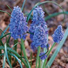 Attēlu rezultāti vaicājumam “Muscari armeniacum flower”