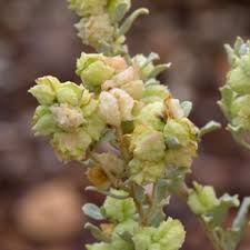 Attēlu rezultāti vaicājumam “Chenopodiaceae”