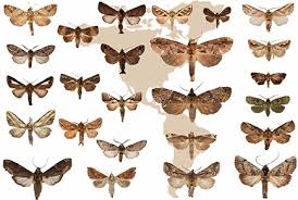 Attēlu rezultāti vaicājumam “Notodontidae”