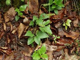 Attēlu rezultāti vaicājumam “Orthilia secunda leaf”