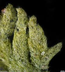 Attēlu rezultāti vaicājumam “Trichocolea tomentella”