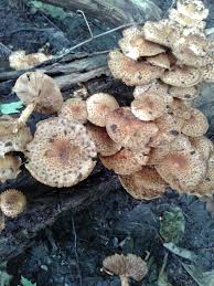 Attēlu rezultāti vaicājumam “Pholiota squarrosoides”