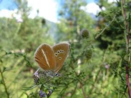 Attēlu rezultāti vaicājumam “Agrodiaetus damon underside”