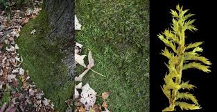 Attēlu rezultāti vaicājumam “Callicladium haldanianum sporophyte”