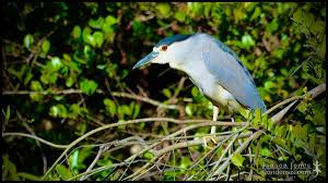 Attēlu rezultāti vaicājumam “Nycticorax nycticorax adult”