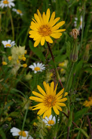 Attēlu rezultāti vaicājumam “Tragopogon pratensis subsp. pratensis flower”