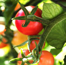 Afbeeldingsresultaat voor rose quartz tomato