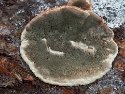 Attēlu rezultāti vaicājumam “Skeletocutis nivea”