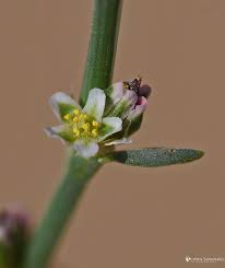 Attēlu rezultāti vaicājumam “Polygonum arenastrum flower”