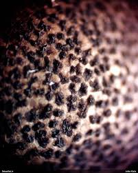 Attēlu rezultāti vaicājumam “Lycogala cf. fossiculatum macro”