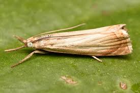 Attēlu rezultāti vaicājumam “Chrysoteuchia culmella”