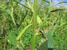 Attēlu rezultāti vaicājumam “Cribraria splendens stalked”