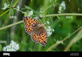 Attēlu rezultāti vaicājumam “Argynnis niobe underside”