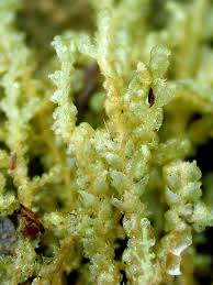 Attēlu rezultāti vaicājumam “Ptilidium ciliare”