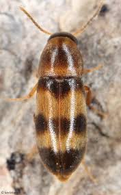 Attēlu rezultāti vaicājumam “Melandrya dubia”