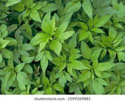 Attēlu rezultāti vaicājumam “Bidens frondosa leaf”