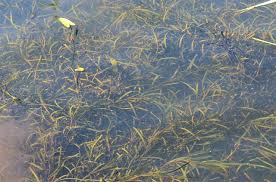 Attēlu rezultāti vaicājumam “Potamogeton compressus”