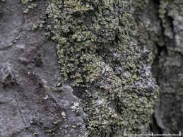 Attēlu rezultāti vaicājumam “Hypocenomyce scalaris”