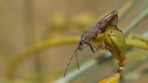 Attēlu rezultāti vaicājumam “Alydus calcaratus imago”