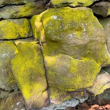 Attēlu rezultāti vaicājumam “Chrysothrix candelaris”