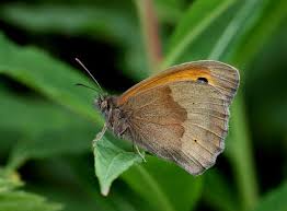 Attēlu rezultāti vaicājumam “Maniola jurtina male”