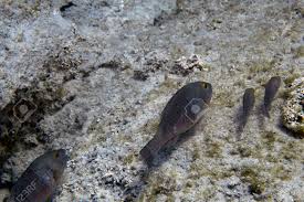 Image result for Sparisoma cretense