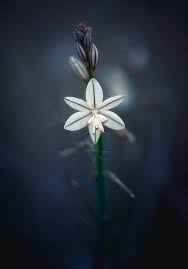 Image result for Asphodelus fistulosus