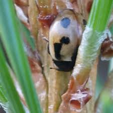 Attēlu rezultāti vaicājumam “Coccinella hieroglyphica”