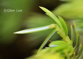Attēlu rezultāti vaicājumam “Juniperus communis female flower”