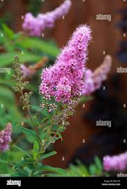 Attēlu rezultāti vaicājumam “Spiraea salicifolia”
