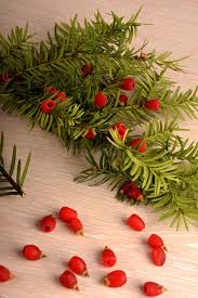 Attēlu rezultāti vaicājumam “Taxus baccata fruit”