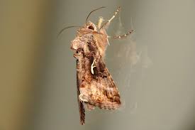 Attēlu rezultāti vaicājumam “Autographa gamma”