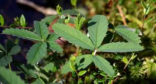 Attēlu rezultāti vaicājumam “Comarum palustre leaf”