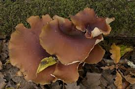 Attēlu rezultāti vaicājumam “Polyporus badius”