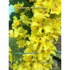Image result for Verbascum densiflorum