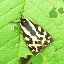 Attēlu rezultāti vaicājumam “Parasemia plantaginis”