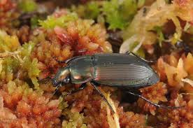 Attēlu rezultāti vaicājumam “Poecilus versicolor”
