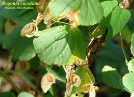 Image result for Begonia cucullata var. Hookeri