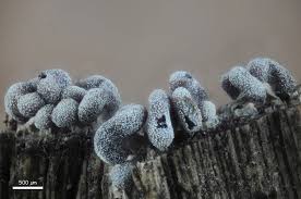 Attēlu rezultāti vaicājumam “Stemonitopsis typhina spores”