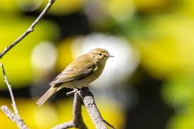 Image result for Phylloscopus ibericus