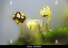 Attēlu rezultāti vaicājumam “Physarum viride macro”