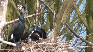 Attēlu rezultāti vaicājumam “Phalacrocorax carbo nest”