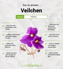 Image result for Veilchen