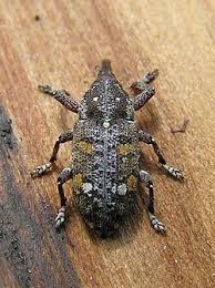 Attēlu rezultāti vaicājumam “Pissodes piniphilus”